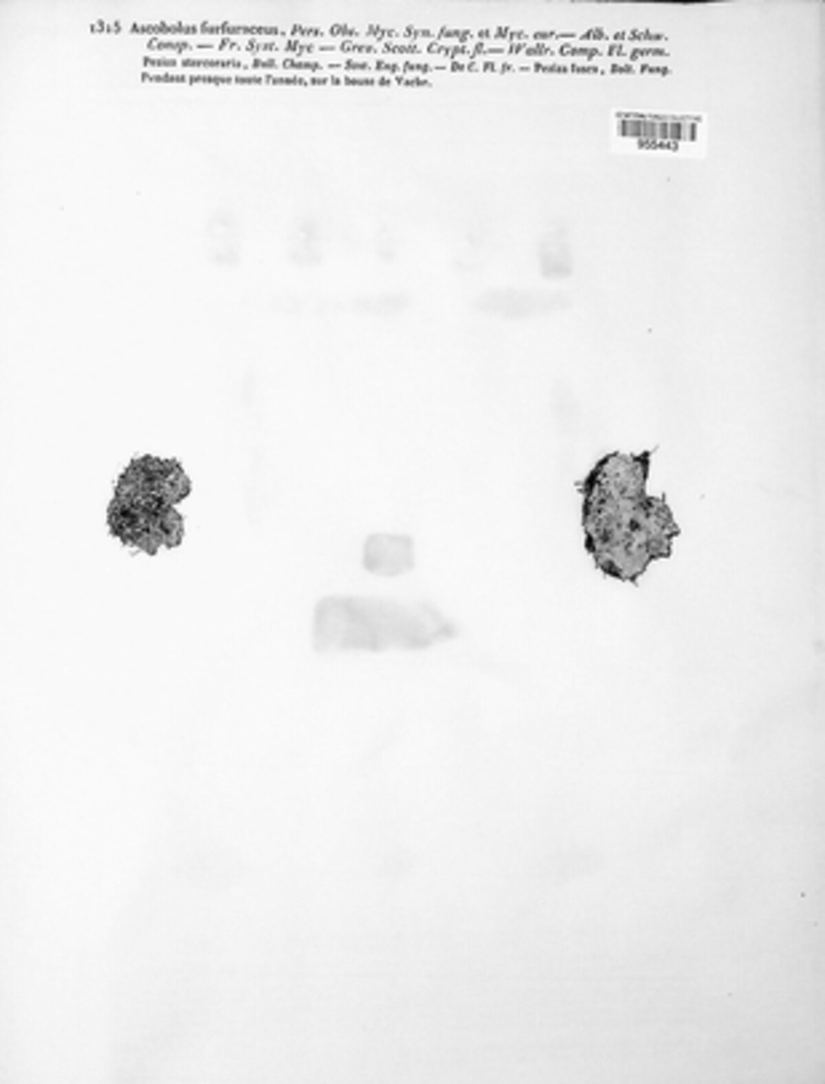 Ascobolus furfuraceus image